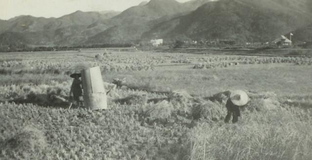 1931-39 rice fields