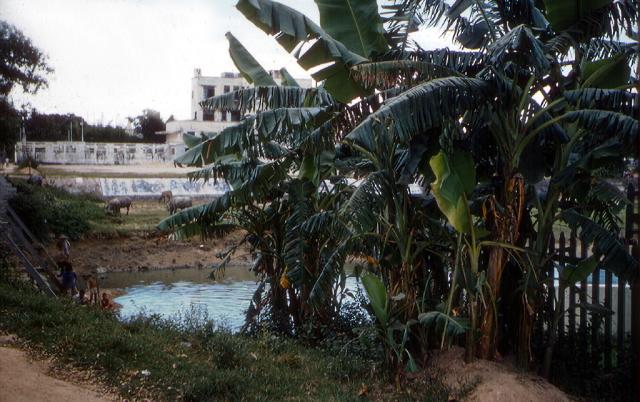 kam tin river 1981