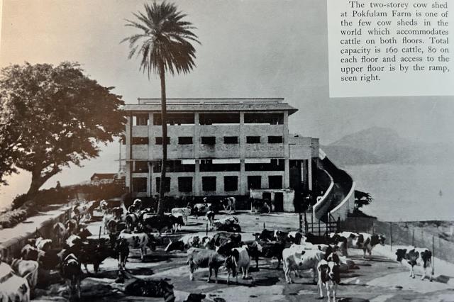 Dairy Farm’s 2-Story Cow Shed/Barn in PokFuLam in the Late Sixties