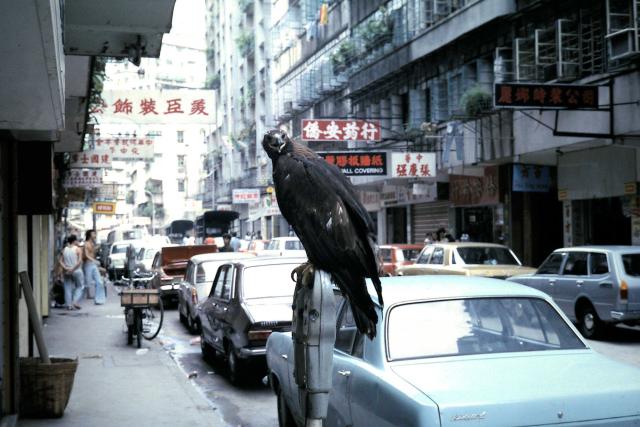 eagle on parking meter, victory ave, kowloon, aug75