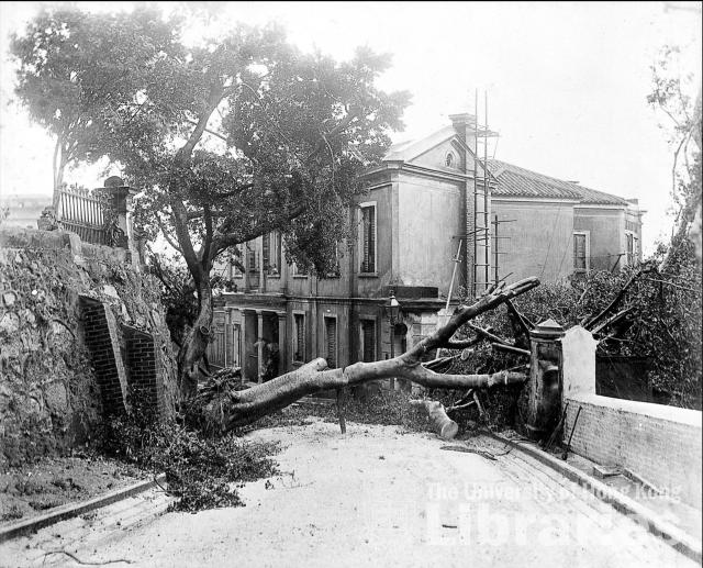 Tree fell down in Arbuthnot Road (1907)