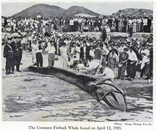Whale found in the inner harbour 1955