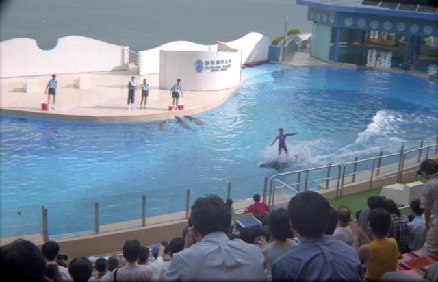 Dolphin show, Ocean Park, July 1998