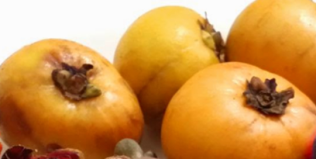 Garcinia oblongifolia