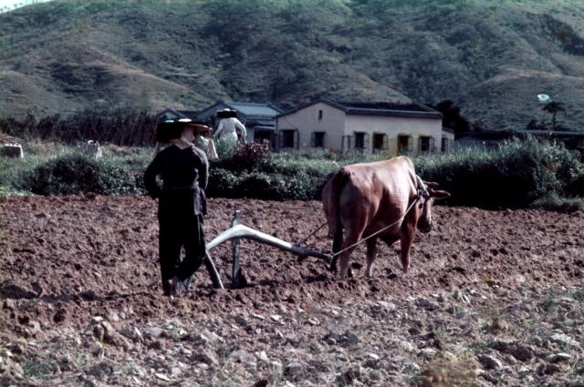 Cow ploughing the field