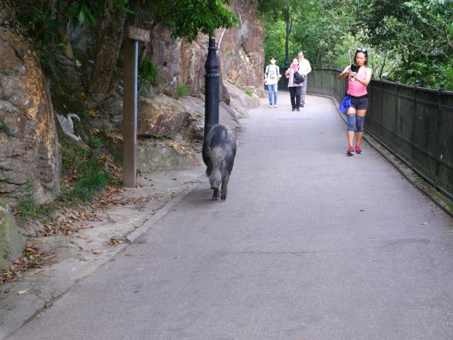 Harlech Road, The Peak