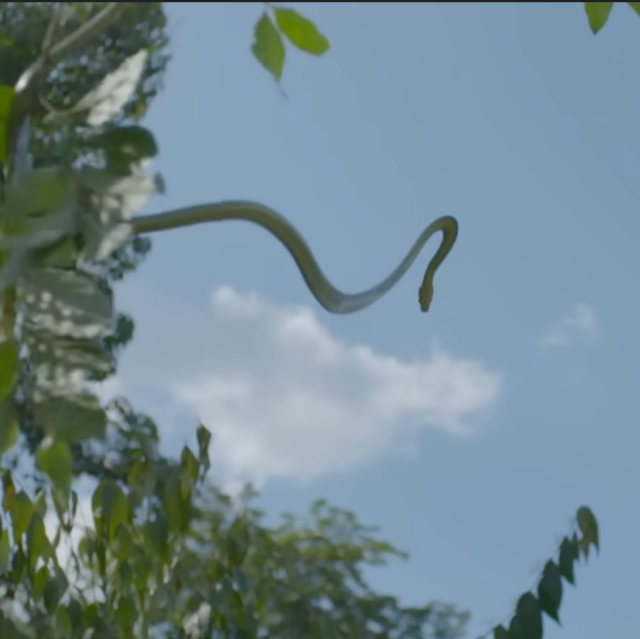 flying snake