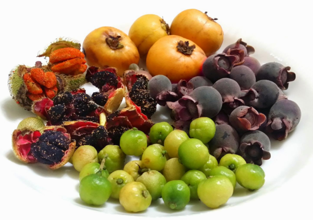 wild fruits from the victoria peak 60s