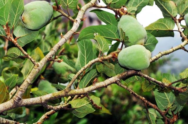 Ficus Pumila