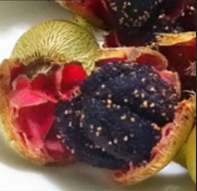 The Senduduk fruits 