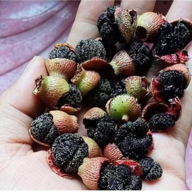 The Senduduk fruit 