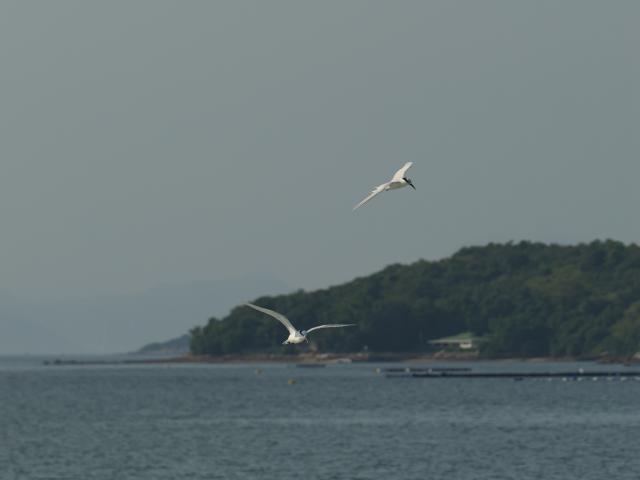 Terns, with wardhaven at the blurry background