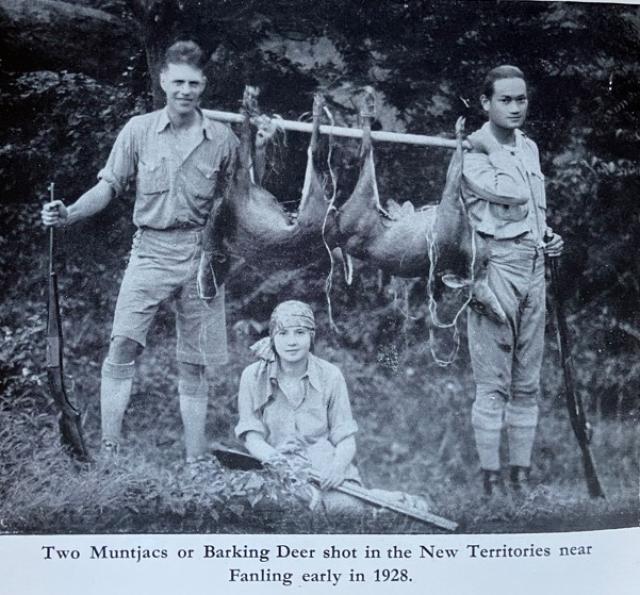 1928 - barking deer at Fanling
