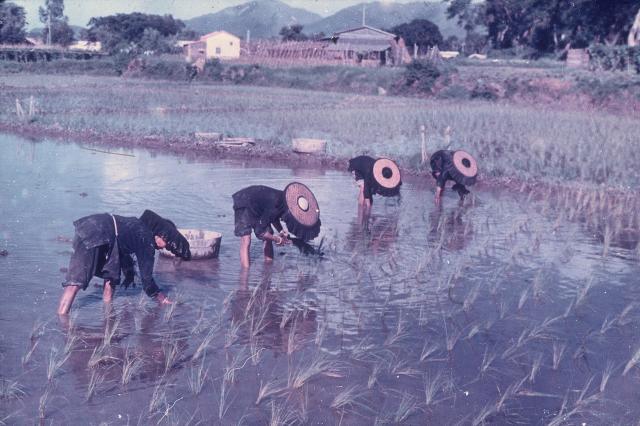 XD 5, Planting Of Young Paddies