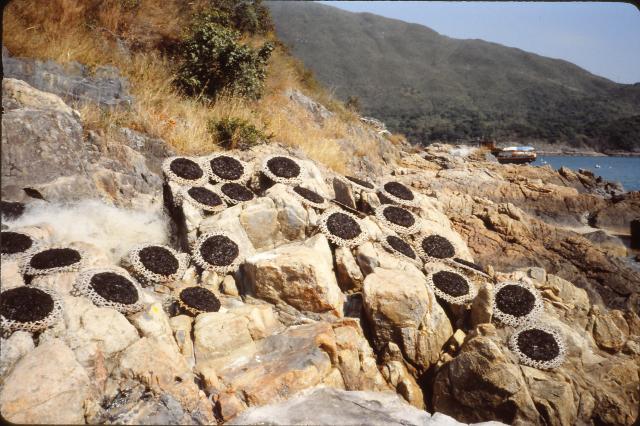 Seaweed drying on the rocks