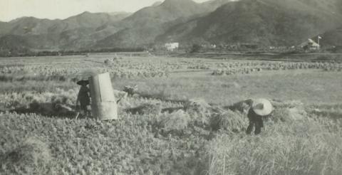 1931-39 rice fields
