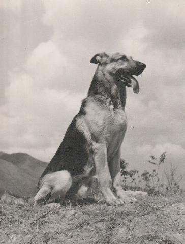Flash my RAF guard dog 1954 56