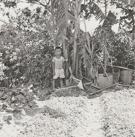 mr chans son didi in garden by banana tree ping shan 1955