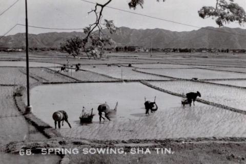 1950s Sha Tin - Rice Cultivation