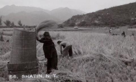 1950s Sha Tin - Threshing Rice