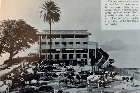 Dairy Farm’s 2-Story Cow Shed/Barn in PokFuLam in the Late Sixties