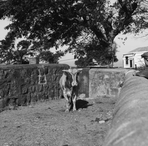 dairy farm pokfulam