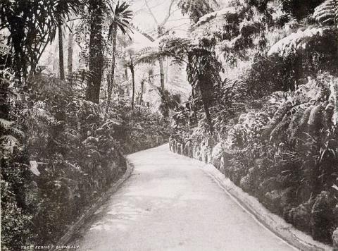 1890s Glenealy (Path) Tree Ferns
