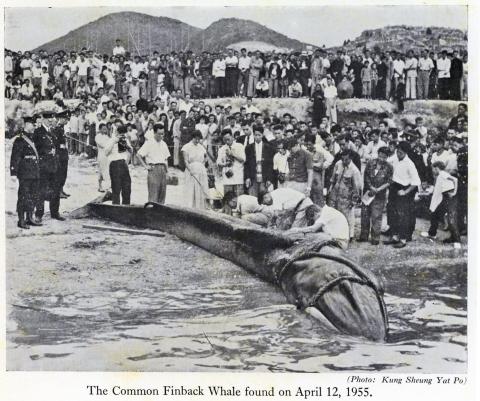 Whale found in the inner harbour 1955