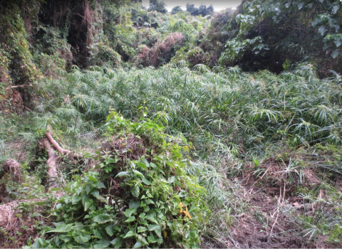 site of outdoor stoves at deep water bay