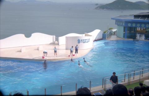 Dolphin show, Ocean Park, July 1998.