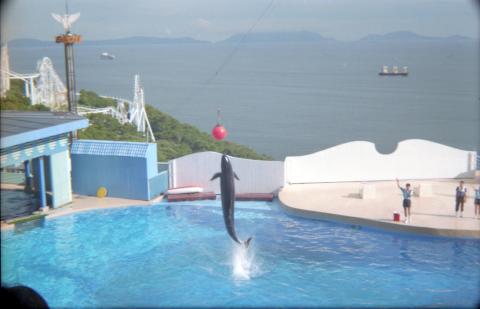 Dolphin show, Ocean Park, July 1998