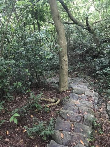 AFCD Nam Shan Campsite footpath