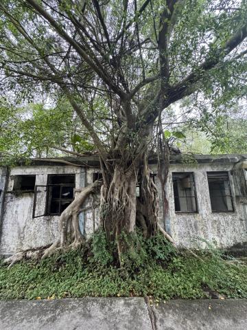 Ngong Ping Tea Garden Staff Quarters 2026