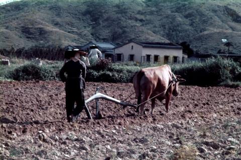 Cow ploughing the field (place unknown)