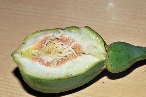 The fruit of Ficus pumila 
