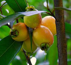Rose Apple - Syzygium Jambos