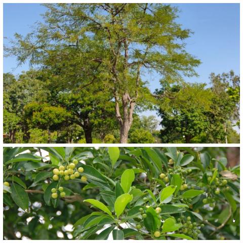 Phyllanthus Emblica tree