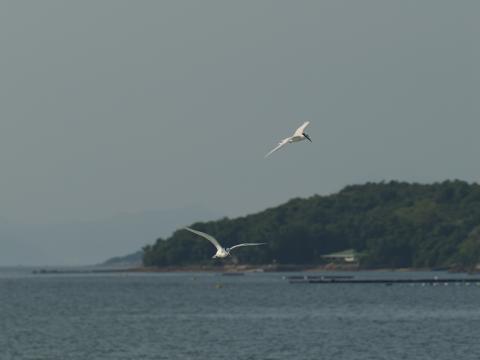 Terns, with wardhaven at the blurry background