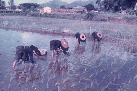 XD 5, Planting Of Young Paddies