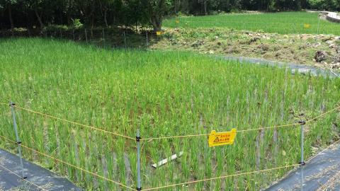 Rice growing at Lai Chi Wo