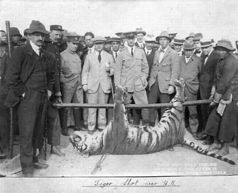 1915 Dead Tiger
