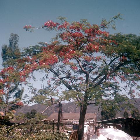 NT..Tree in Colour