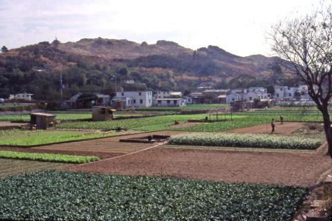 1977 gardens on sand near the beach - probably near TuenMun.jpg