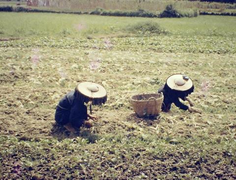 Rice Fields