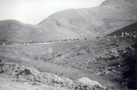 1952 mule train