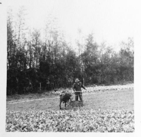 Rural life in New Territories 1957.