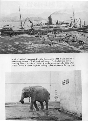 Circus Elephant unloaded-Mackie's Wharf-North Point