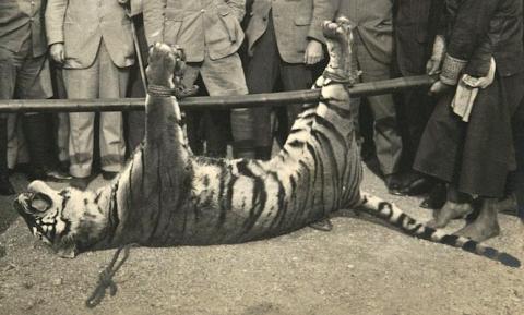 Close Up of Tiger in New Territories 1915.jpg.jpeg