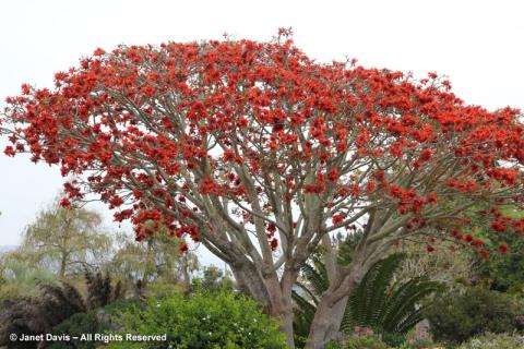 Erythrina-caffra-coral-tree.jpg