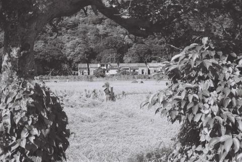 Threshing rice, Pui O, Lantau 1970s